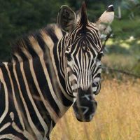 places to visit in summer in johannesburg Klipriviersberg Municipal Nature Reserve