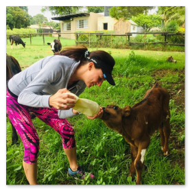 animal farms in johannesburg Kate's Dairy Farm