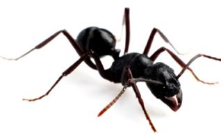 cockroach fumigation companies johannesburg Safe Pest Control (Bio Kill)
