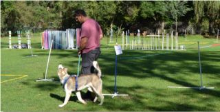 dog training classes johannesburg McKaynine Training Centre - Edenvale