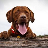 Experience the convenience of Monthly recurring Dog Walking, knowing your furry companions are in good hands!