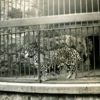 ethologist johannesburg Johannesburg Zoo