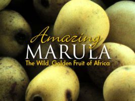 Ripe Marula fruit is gathered from the wild, by hand, in the tribal heartlands of the Limpopo province in South Africa.