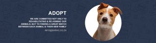 places to adopt cats in johannesburg SARAC