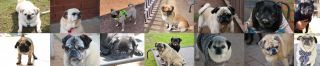 adopt border collie johannesburg Pug Rescue