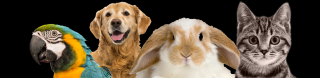 24 hour veterinary clinics johannesburg Parklands Veterinary Clinic